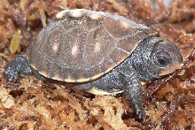 4 Day Old Hatchling In Moss