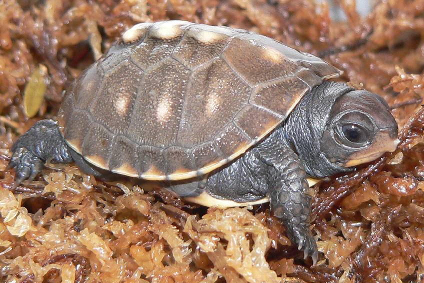 4 Day Old Hatchling In Moss