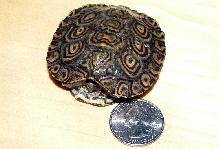 3 week old Ornate Wood Turtle Hatchling