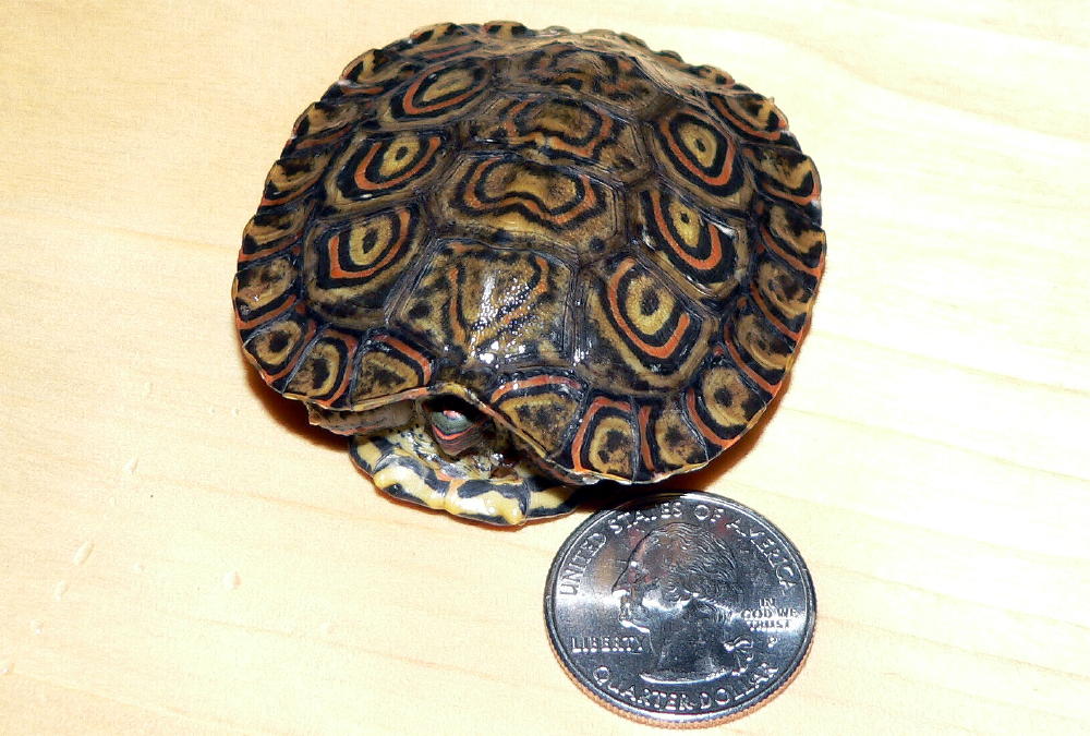 3 week old Ornate Wood Turtle Hatchling