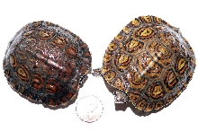 My New C.A. Ornate Wood Turtles
