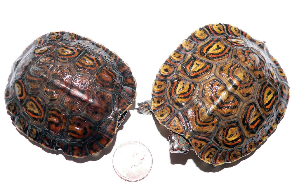 My New C.A. Ornate Wood Turtles