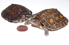 3 Month Old Ornate Wood Hatchlings