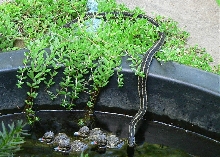 Garter Snake at my Pond