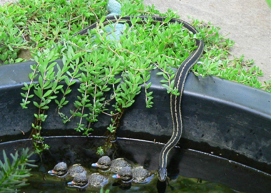 Garter Snake at my Pond