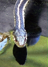 Close up of Garter at our pond