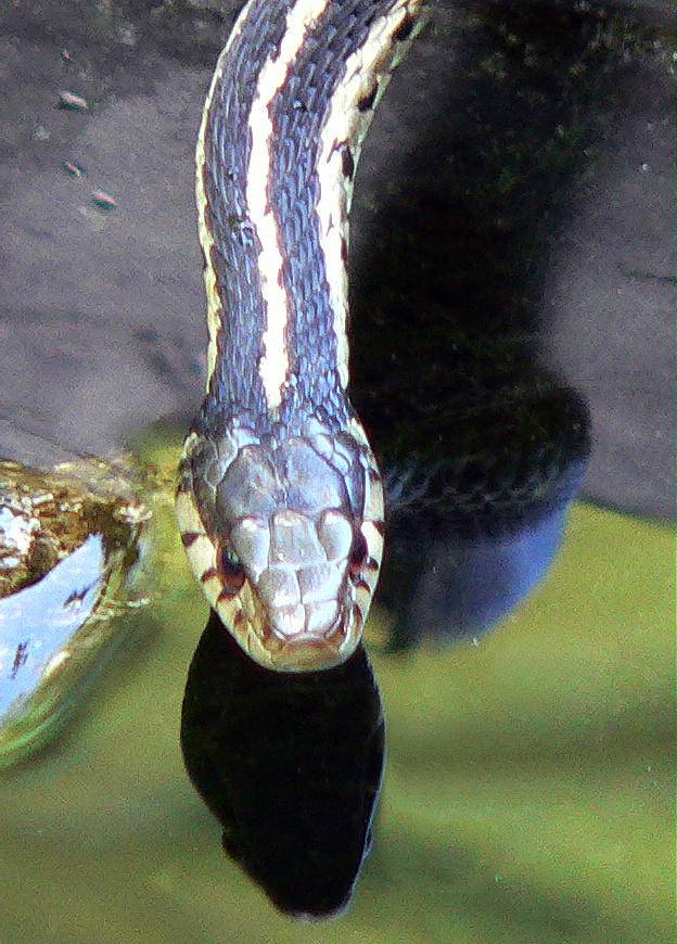 Close up of Garter at our pond