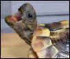 Roaring Tortoise