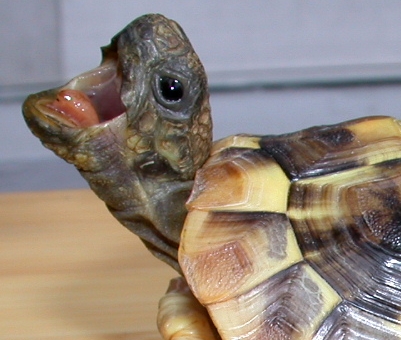 Roaring Tortoise