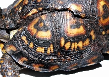 Shell Injury 3