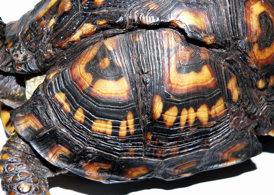 Shell Injury 3
