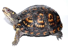 Eastern with healed shell injury