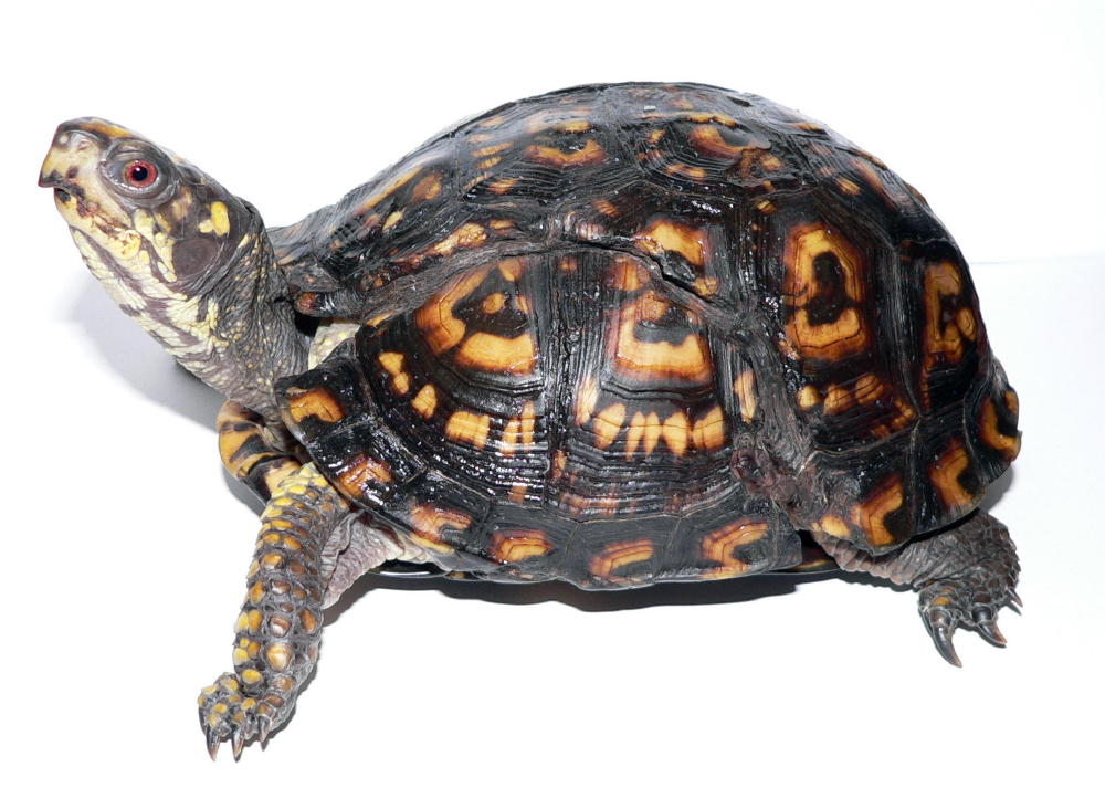 Eastern with healed shell injury