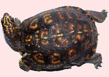 Shelly Injury 2