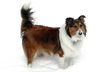 Snow Dog Shelly!