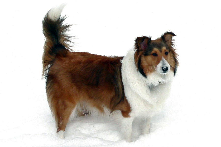 Snow Dog Shelly!