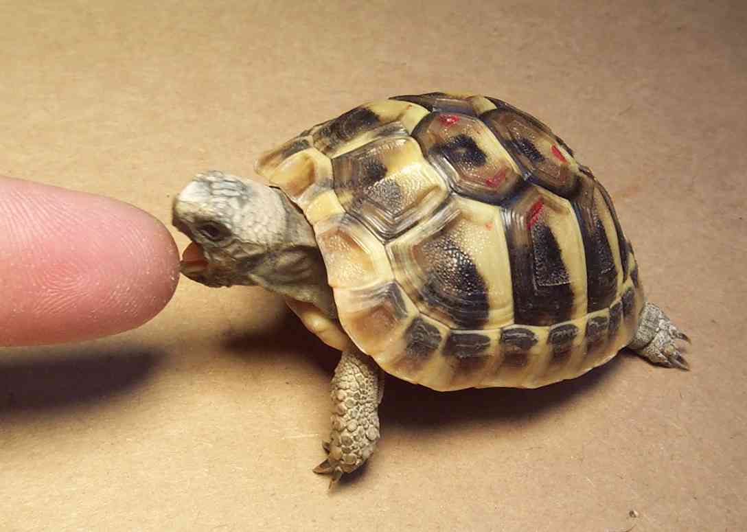 Tastes Like Chicken!