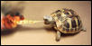 Fire Breathing Tortoise!!!
