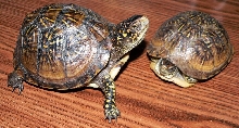 Lilly's Kids