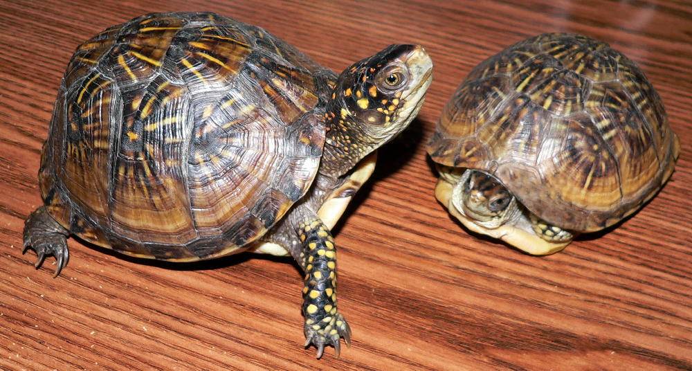 Lilly's Kids