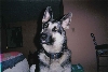 The Boss Man