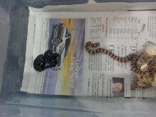 2009 Thayeri hatchlings