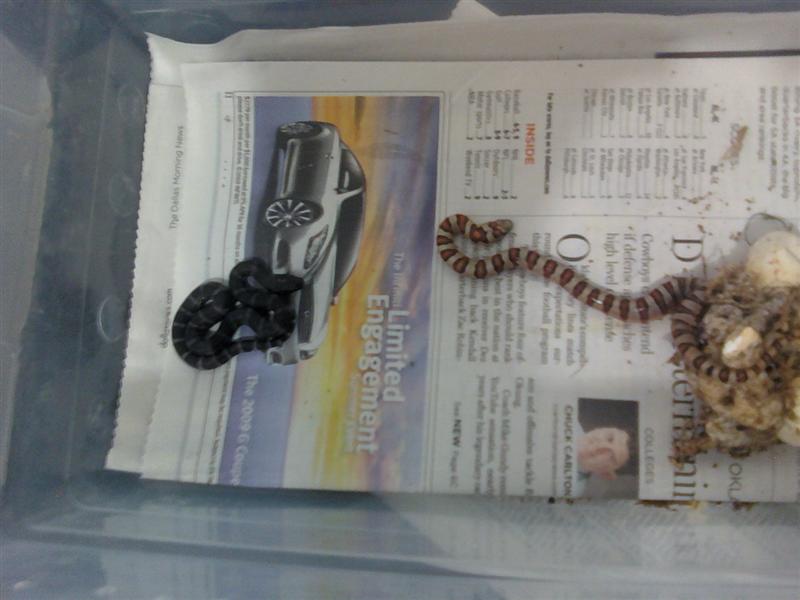 2009 Thayeri hatchlings
