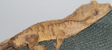 Hoolie 1