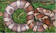 Slither