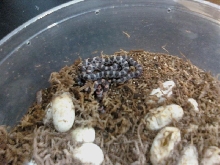 Corns hatching