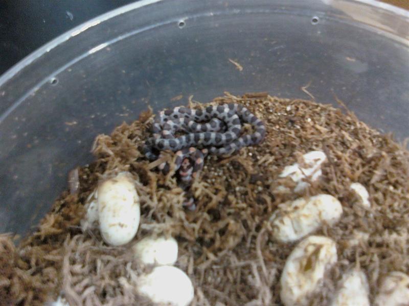 Corns hatching