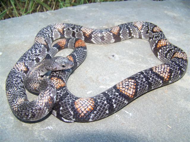 Black Gap Male