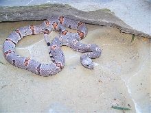 Black Gap Female