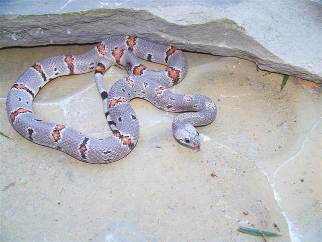 Black Gap Female
