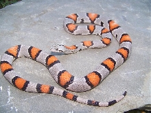 Juno Male