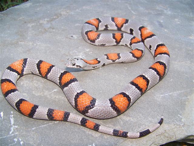 Juno Male