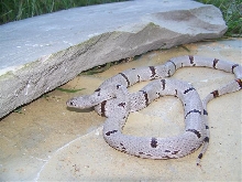 Hueco Female