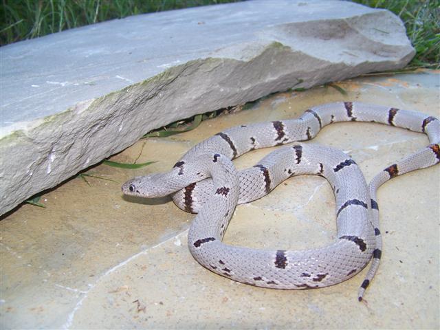 Hueco Female