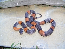 Langtry West Female