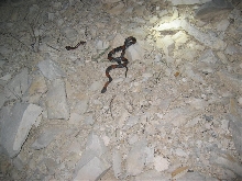 Dark Male from near Lozier
