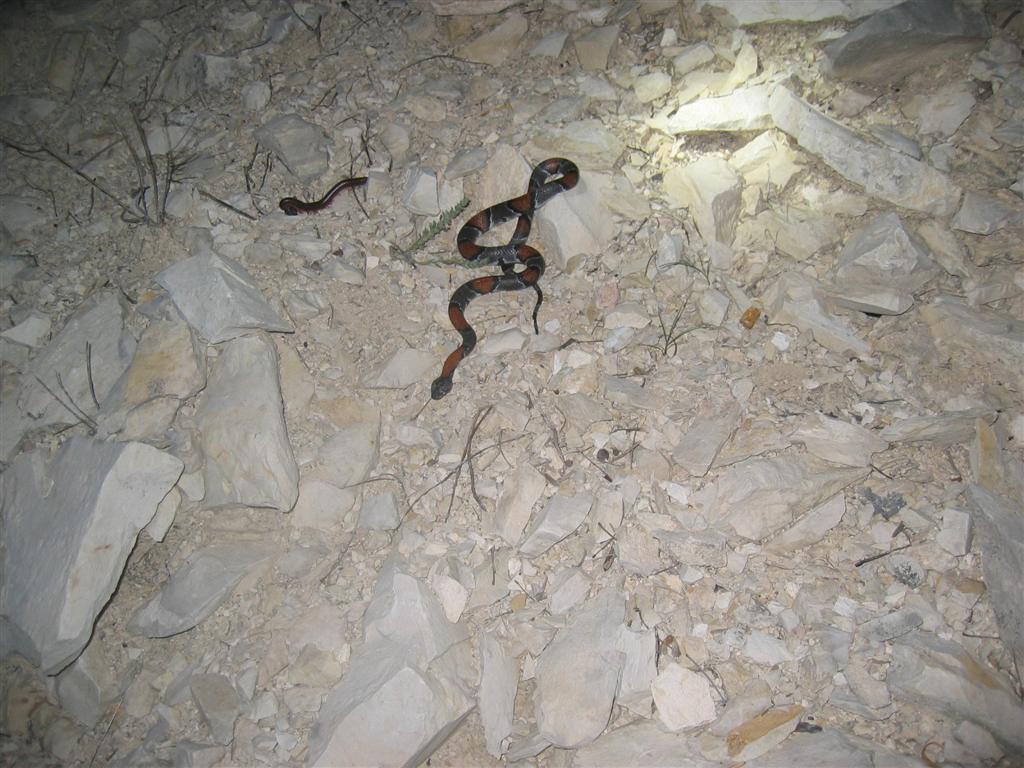 Dark Male from near Lozier