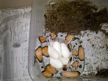 Gap with Eggs