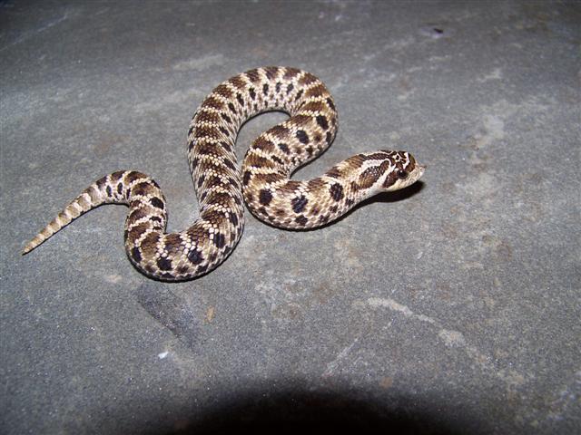 Mexican Hognose Female