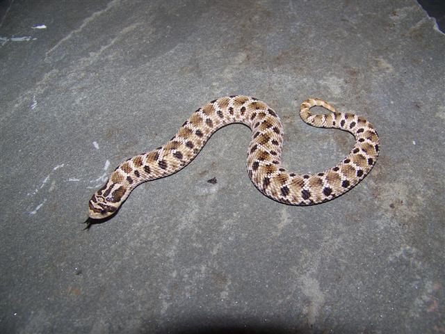 Mexican Hognose Male