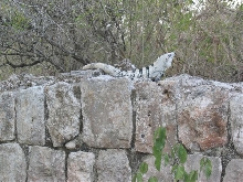 Chichen Itza Iguana