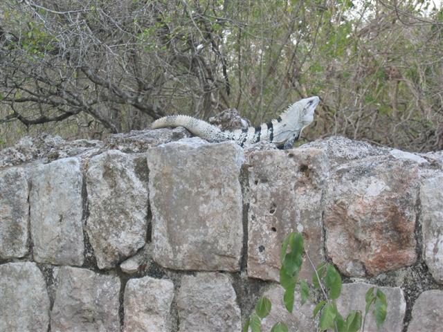 Chichen Itza Iguana