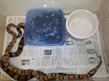 Juno x WC Comstock Hybrid