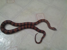 Black Phase Mex-mex female