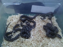 Clutch of 8 Mex-mex (pre-shed)