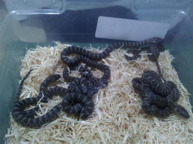 Clutch of 8 Mex-mex (pre-shed)